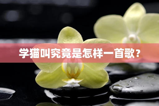 学猫叫究竟是怎样一首歌？