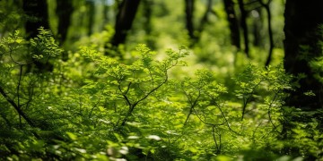 树木会发芽这句歌词出自哪首歌？