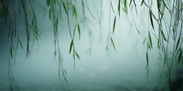 为什么有人一听中文歌就反胃？